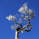 경남 합천 가야산 (우두산 상왕봉1,430m) 산행**2009.12.6.일** 이미지