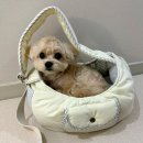 폼폼 | [강아지 슬링백] 슈슈떼 폼폼 슬링백 후기 - 내돈내산