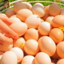 제주웰빙영농조합법인 이미지