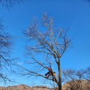 아보리스트 1급 자격증 과정 이미지