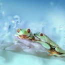 청개구리 이미지