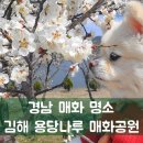 경남 매화 명소 김해 용당나루 매화 공원 개화율 주차 애견동반