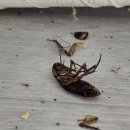 에스디원 이미지