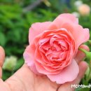 스트로베리힐 이미지
