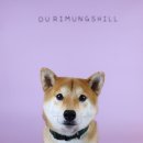 두리멍쉴 애견유치원 이미지