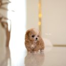 디자인독 이미지