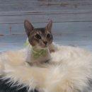 귀엽개귀엽냥 이미지