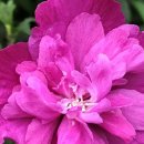 무궁화로 이미지