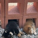 포시바(For Shiba) 이미지