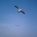 오리사냥 이미지