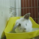 콩이언니