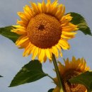 장창수농장 이미지