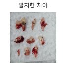 행복튼튼동물병원 | [일산 튼튼동물치과병원] 강아지 발치 및 스케일링 후기