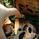 도송리병풍마을 이미지