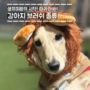 강아지 브러쉬 종류 총정리｜슬리커 브러쉬, 핀 브러쉬 차이점은? (셀프미용)