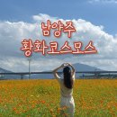 좌천지구 어린이공원 | [8월9월여행] 남양주 삼패지구 한강공원 황화코스모스 실시간 서울근교데이트코스