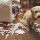 루루 반려견 이미지