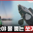 쏘가리상 이미지