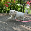 양촌애견 이미지