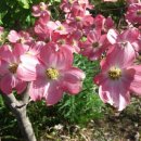 수목농장 이미지