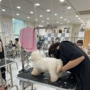 프로펫 애견 미용실 | 🐾 실견 100% 실습이 답이야! 청주 애견미용학원에서 미용 초보가 전문가로 거듭나는 진짜 비결 공개! ✨