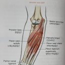 flexor digitorum superficialis(천지굴건) 등 손목 안쪽 근육들 이미지