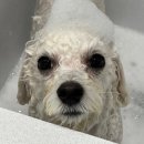 헬로우 그루밍 이미지