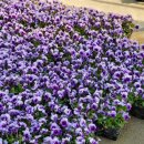 개정꽃농원 이미지