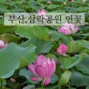 연일금속 | 부산 삼락생태공원 연꽃단지 방문후기