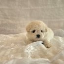 김해 해피몽 김해강아지분양 고양이분양 이미지