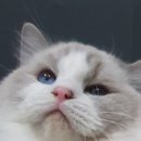 신비돌스 랙돌 캐터리 이미지