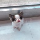 파티가는 댕댕이 이미지