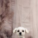 안나펫살롱 이미지