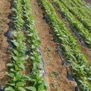 정훈농장2 이미지