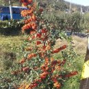 풍산농원 이미지