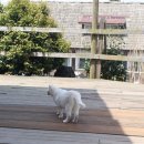 원미목장 이미지