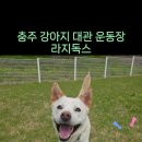 라지독스 이미지