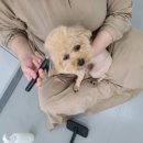 상주애견 이미지