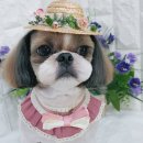 아라펫살롱 이미지