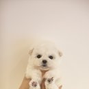 언커먼독 이미지