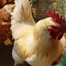 원지 농장 이미지