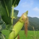 평해솥뚜껑 이미지