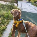 에니펫동물병원 이미지