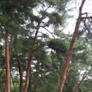 제128회 수산노리모습(문경농암대정숲.시루봉:2017.8/13.14.15.일.월.화) 이미지