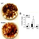 방사무늬김 Neopyropia yezoensis의 돌연변이 akasusabi(aks) 이미지