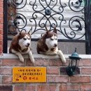 멍멍이 이미지