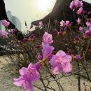봉은사 선불당 | 서울 봄꽃명소 봉은사 홍매화 매화 벚꽃 개화상황