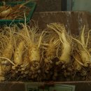 풍기인삼시장 이미지