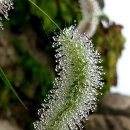 강아지풀 이미지