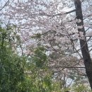 부산벚꽃명소 해운대달맞이길 - 25.03.28 개화현황 문텐로드 주차